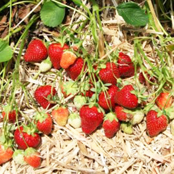 Strawberries-'Galletta' June-bearing