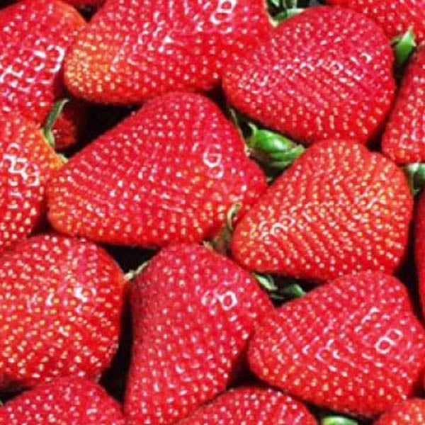 Strawberries-'Albion' Everbearing