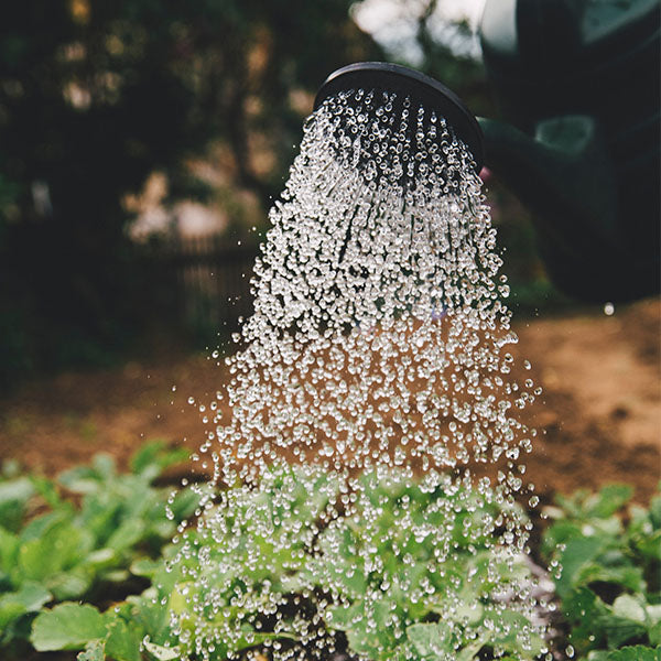 Water Wise 101-June 25th