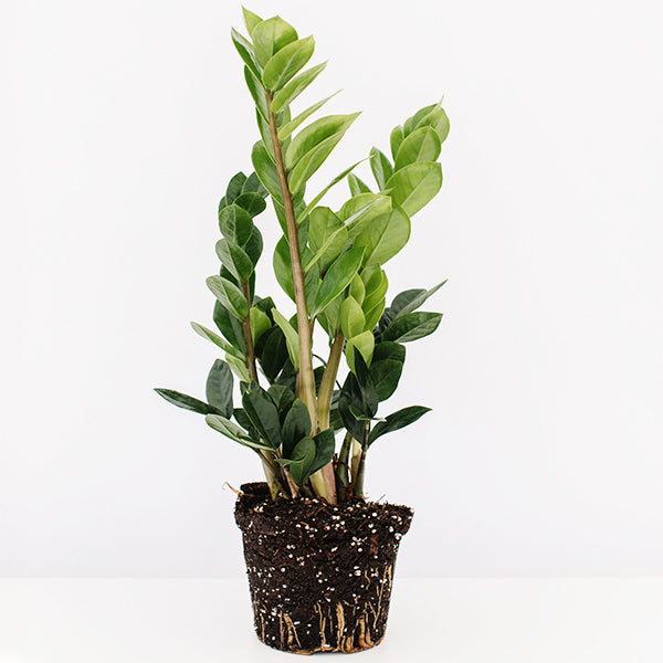 zz plant seed ZZ Plant-Zamioculcas zamifolia