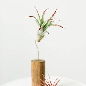 air plant shelf Air Plants- Brachycaulos