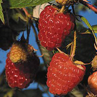 Raspberries-'Caroline' Everbearing