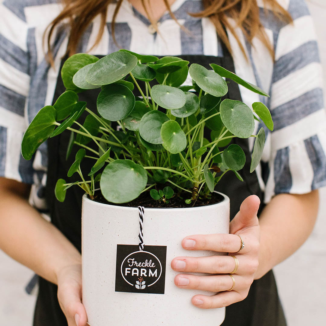 rubber money plant Rubber Plant-Ficus elastica