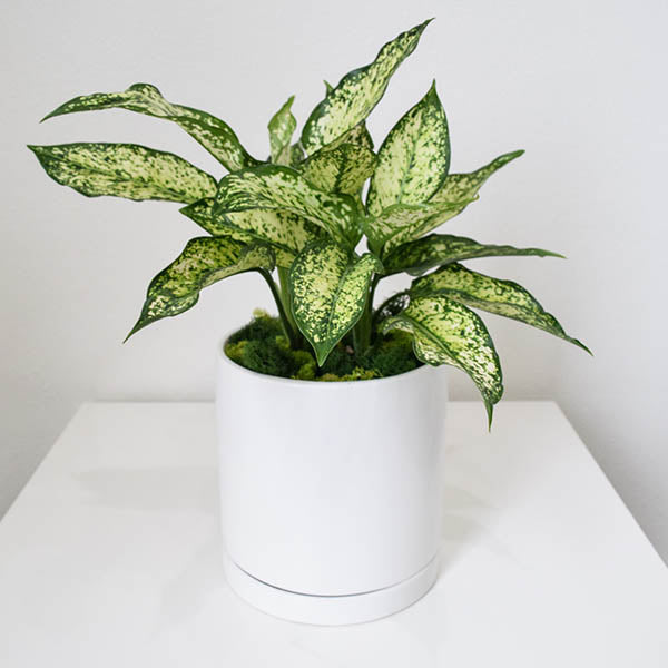 "Easy Elegance" Chinese Evergreen