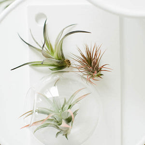 black air plant Air Plants-Harrisii