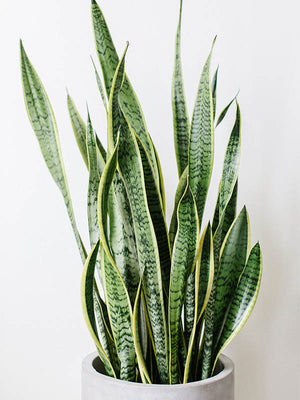 snake plant homebase Snake Plant-Sansevieria 'Laurentii'