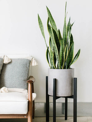 snake plant canker Snake Plant-Sansevieria 'Laurentii'