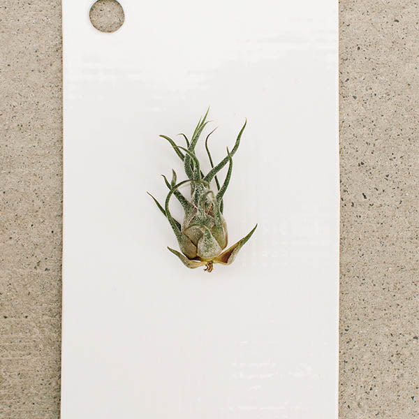 pruinosa air plant Air Plants- Pruinosa Guatemala