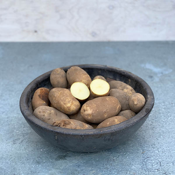 Potatoes: Russet Norkotah
