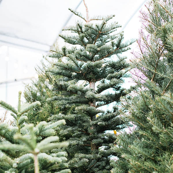 Subalpine Fir-Abies lasiocarpa