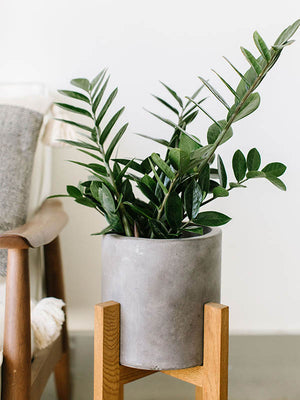 flor planta zz ZZ Plant-Zamioculcas zamifolia