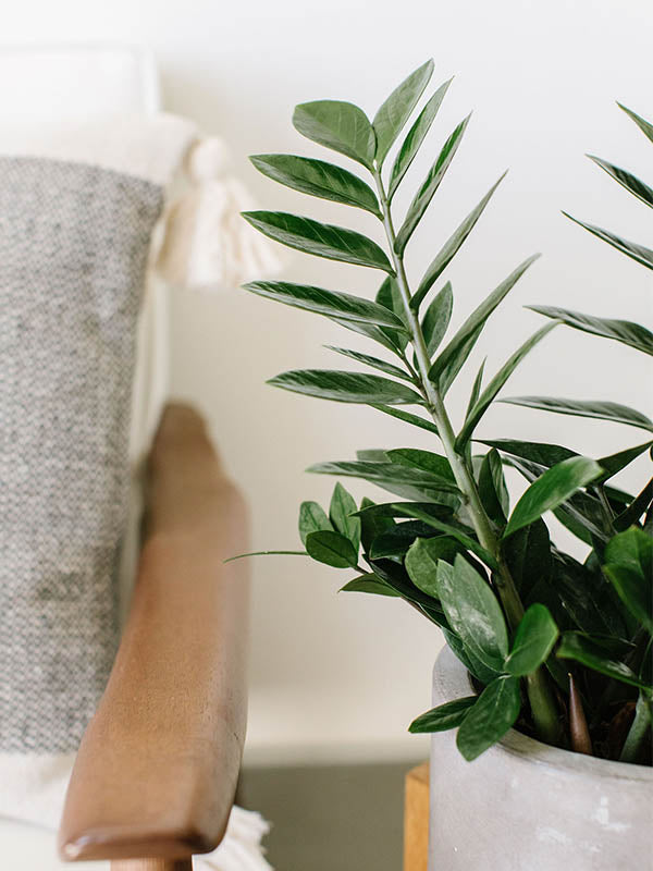 zamioculcas zamiifolia - plant zz - p21 ZZ Plant-Zamioculcas zamifolia
